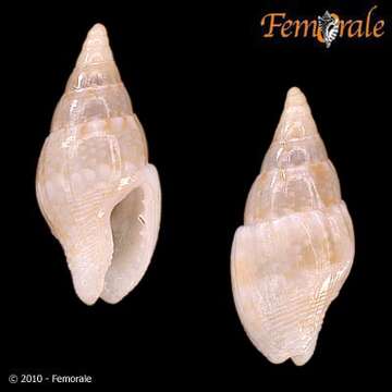 Image of Costoanachis scutulata (Reeve 1859)