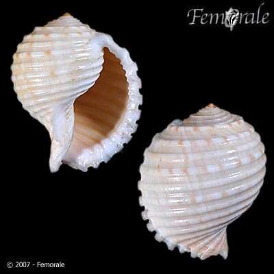 Image of tun shells