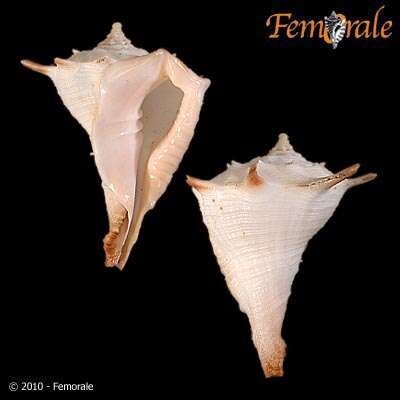 Image of Turbinellidae Swainson 1835