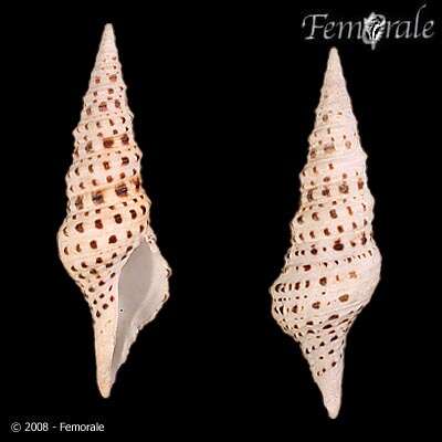 Plancia ëd Turridae H. Adams & A. Adams 1853