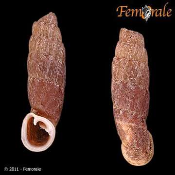 Image of Cylindronenia Ehrmann 1949