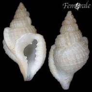 Image of Thalassocyonidae F. Riedel 1995