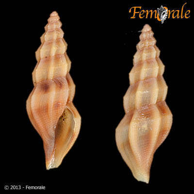 Image de Mangeliidae P. Fischer 1883