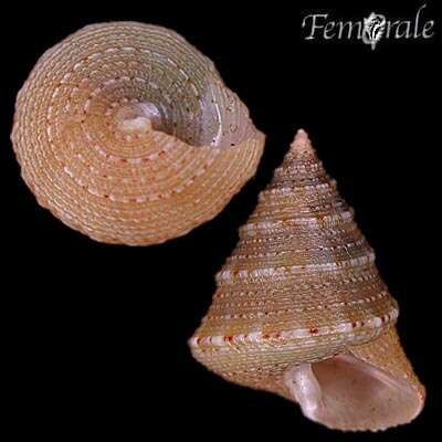 Image of Calliostoma rude Quinn 1992