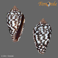 Image of Conasprella allamandi (Petuch 2013)