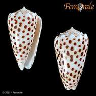 Image of cone snails