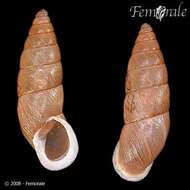 صورة Buliminidae