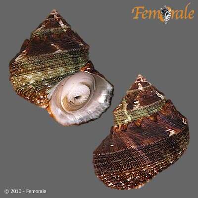 Image of turban snail