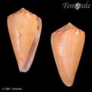 Image of Amphiurgus Cone