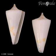 Image of cone snails