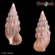 Image of unclassified Gastropoda