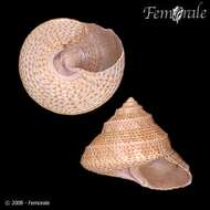 Image of Calliostoma palmeri Dall 1871