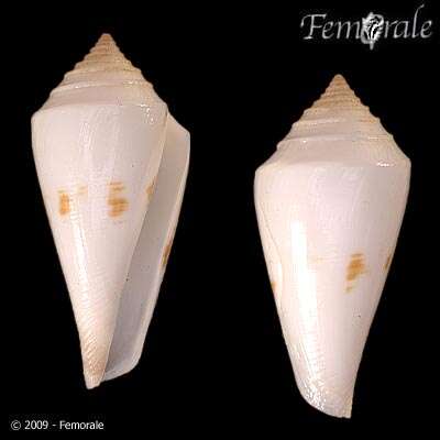 Image of Conasprella Thiele 1929