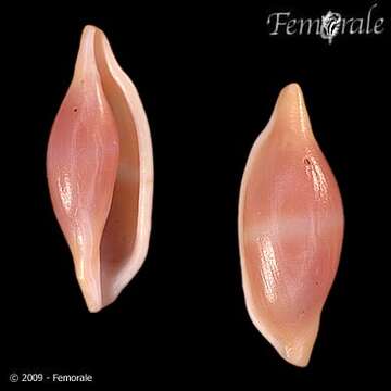 Image of Spindle Cowries