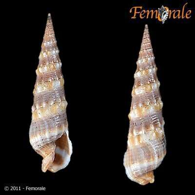 Image of Needle Whelks