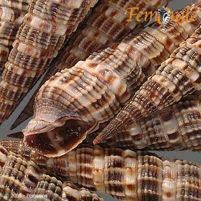 Image of Needle Whelks