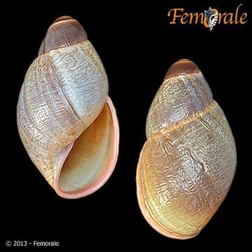 Strophocheilidae resmi