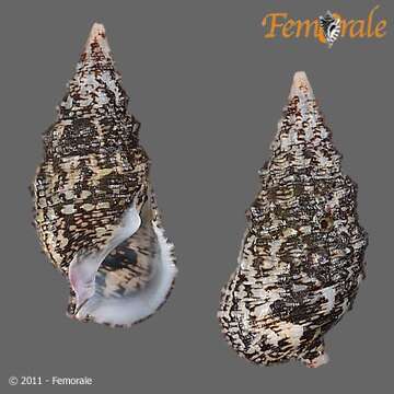 Слика од <i>Cerithium adustum</i> Kiener 1841