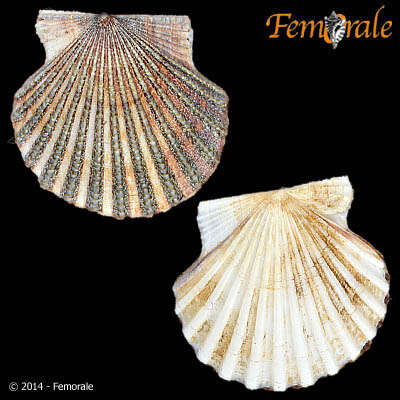 صورة Leptopecten Verrill 1897