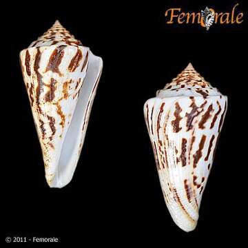 Image of Conasprella Thiele 1929