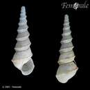 Image of Pyrgula dimidiate (Eichwald 1838)