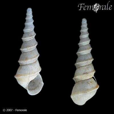 Image of Micromelanidae