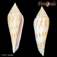 Conasprella Thiele 1929的圖片