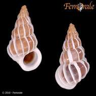 unclassified Gastropoda resmi