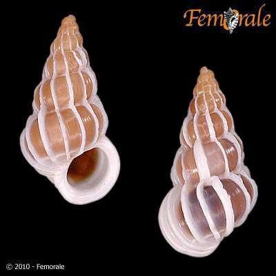 unclassified Gastropoda resmi