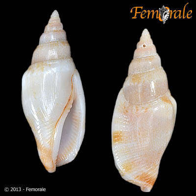 Image of <i>Strombus fusiformis</i> Sowerby 1842