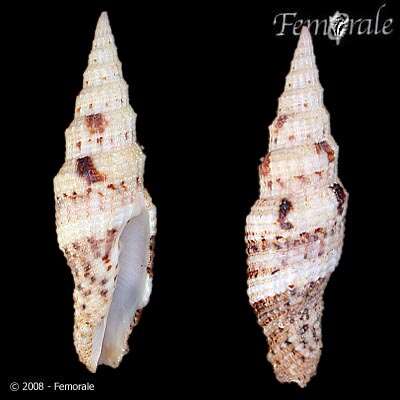 Image of Turbinelloidea Rafinesque 1815