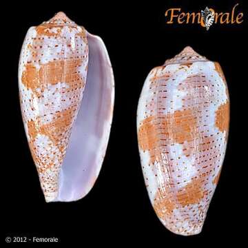 Image of cone snails