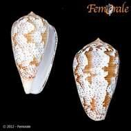 Image of cone snails