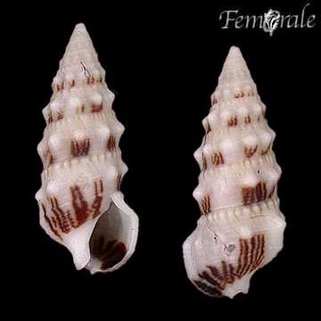 Image of Cerithium egenum Gould 1849