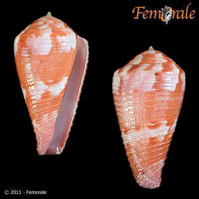 Image of cone snails