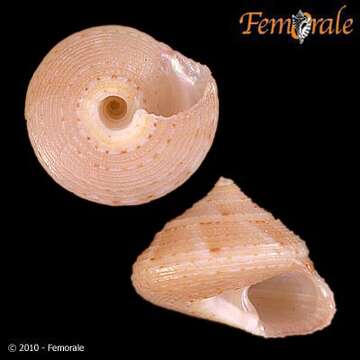 Image of Trochida