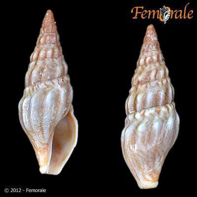 Image of Pseudomelatomidae J. P. E. Morrison 1966