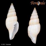 Plancia ëd Turbinelloidea Rafinesque 1815