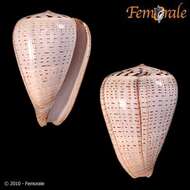 Image de Conus glaucus Linnaeus 1758