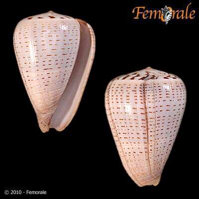 Image de Conus glaucus Linnaeus 1758