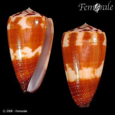 Image of cone snails