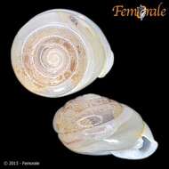 Image of hunter snails