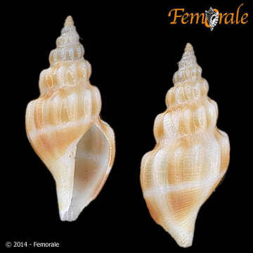 Image of Raphitomidae Bellardi 1875