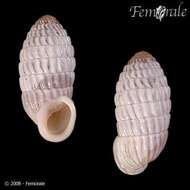 Cerionidae resmi