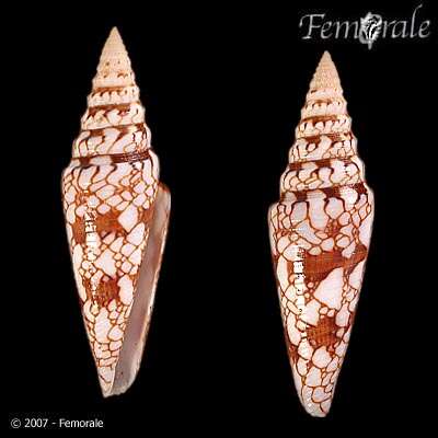 Image of cone snails