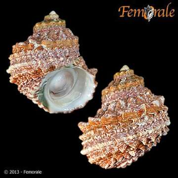 Image of turban snail