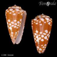 Image of Conus cordigera G. B. Sowerby II 1866