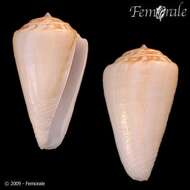 Image of Doubtful Cone