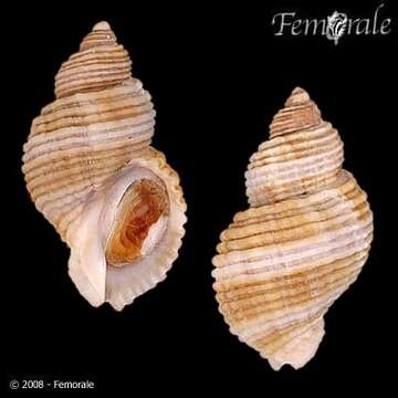 Image of dog whelks