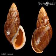 Image of Flax snail